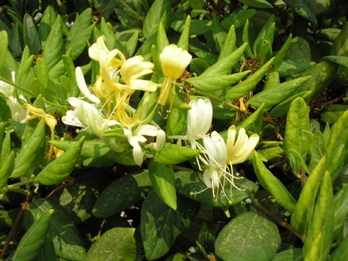 Honeysuckle Picture by Adam Smith